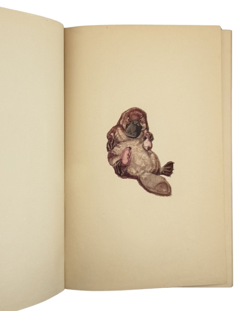 the story of shy the platypus